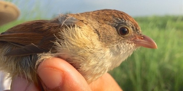 La Timalie de Jerdon, une espèce d'oiseau que l'on croyait éteinte depuis 1941. Photo: ROBERT TIZARD/WCS
