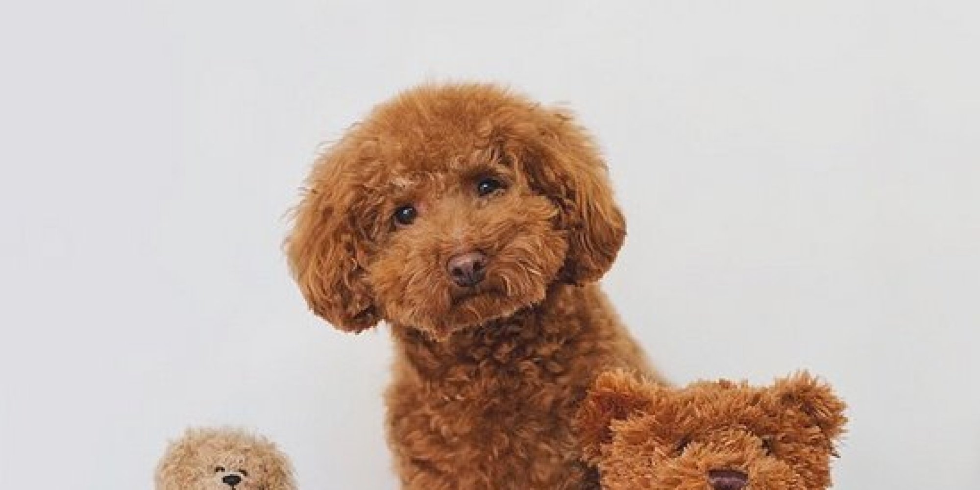 The 10 Most Hilarious Dogs on Instagram | HuffPost