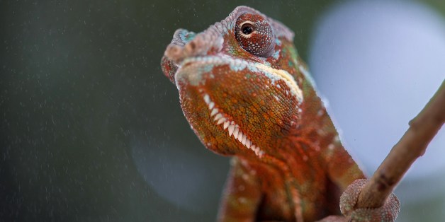 A baby chameleon sits in its enclosure at the Planet of Crocodiles in Civaux near Poitiers, western France, on August 28, 2014. Around 200 crocodiles from various species live in the zoo, whose pools use a system that recovers the heat produced by the water from the neighbouring nuclear power plant. AFP PHOTO/ GUILLAUME SOUVANT (Photo credit should read GUILLAUME SOUVANT/AFP/Getty Images)
