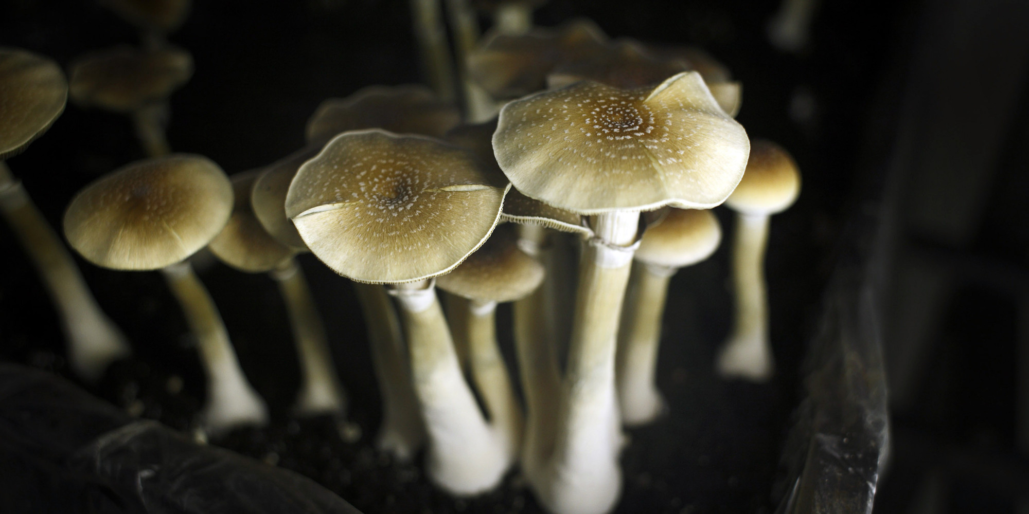 This Is What Magic Mushrooms Do To Your Brain Huffpost 2504