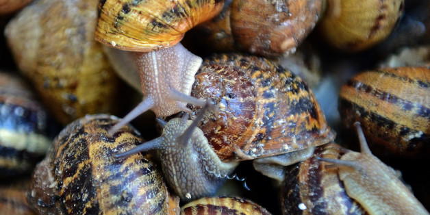 La douloureuse vie sexuelle des escargots
