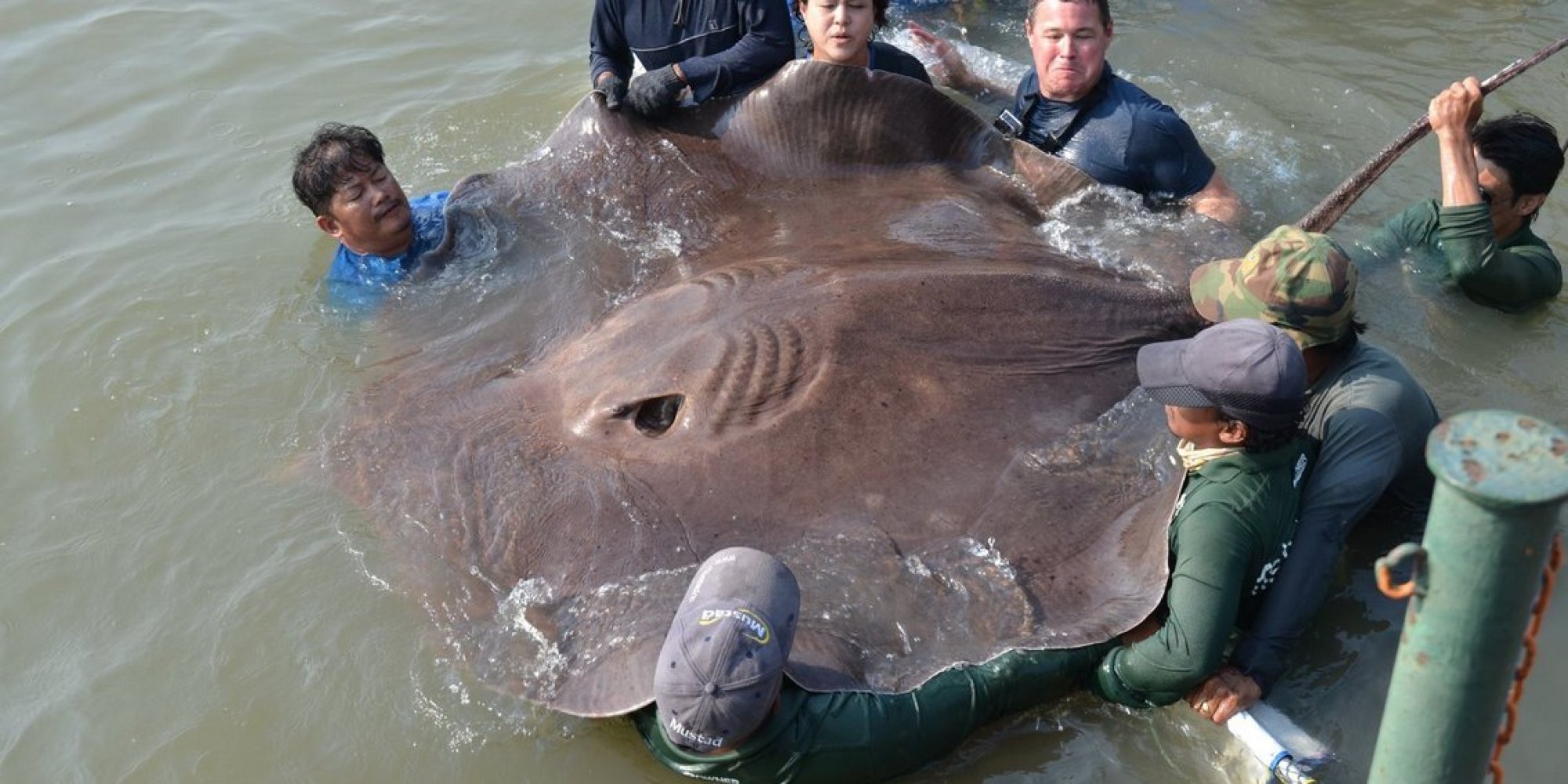 This Pregnant Stingray Might Be The Largest Freshwater Fish Ever Caught 