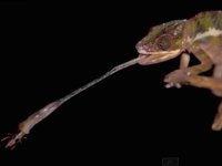 Image result for A chameleon shoots out its tongue to catch prey at speeds faster than a fighter jet.