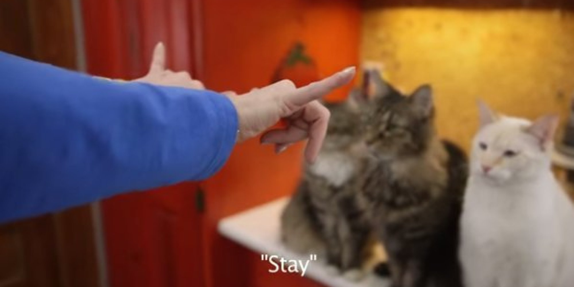 Woman With Hearing Loss Taught Her Deaf Cat Sign Language, Including The Word 'Dance' HuffPost