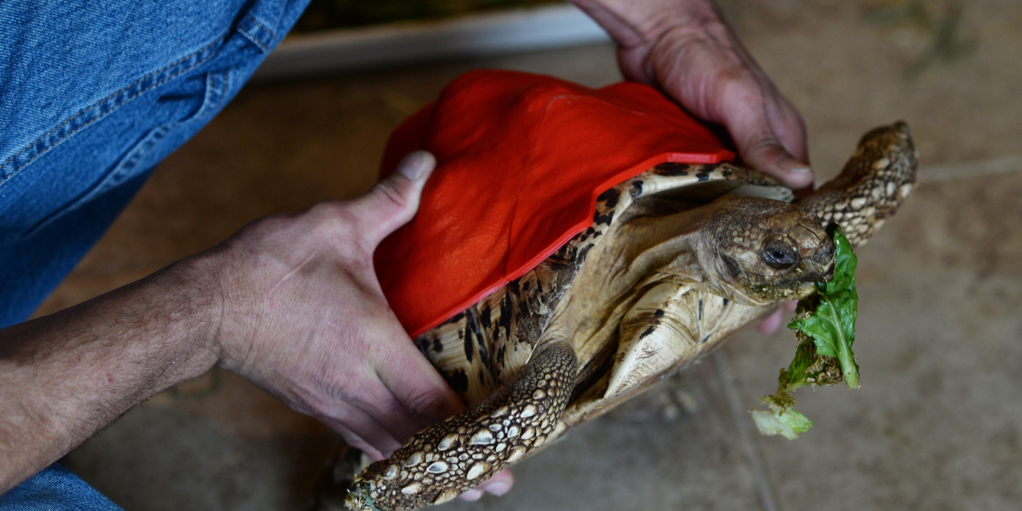 This Tortoise Will Have A Happier Life, Thanks To Her New 3D-Printed