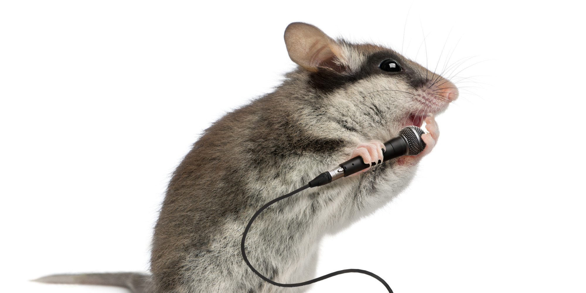 Yes, Mice Can Sing. And You Won't Believe How Much They Sound Like