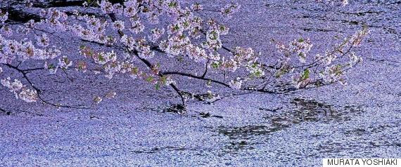 chidorigafuchi