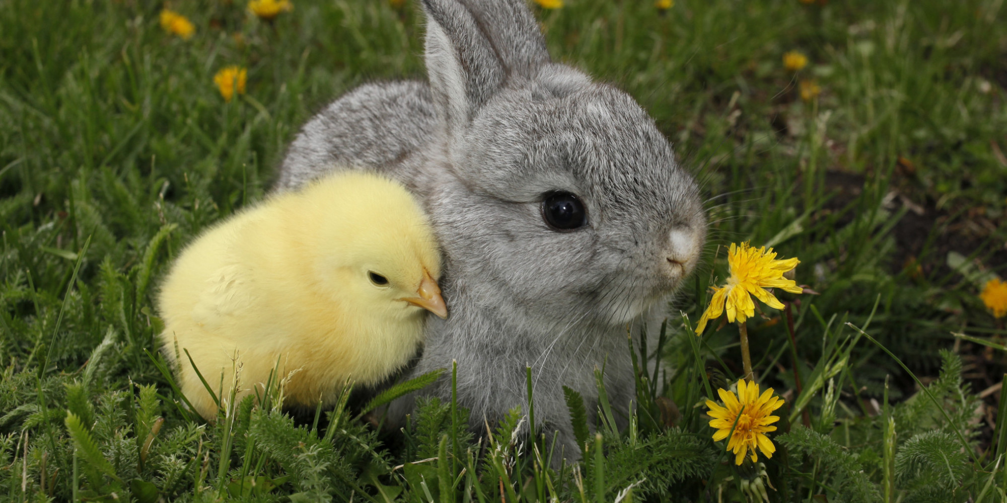 Here's What Can Happen To Those Unwanted Easter Bunnies ...