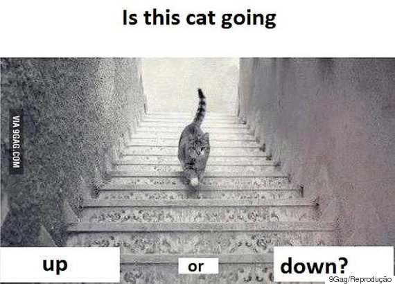 gato escada