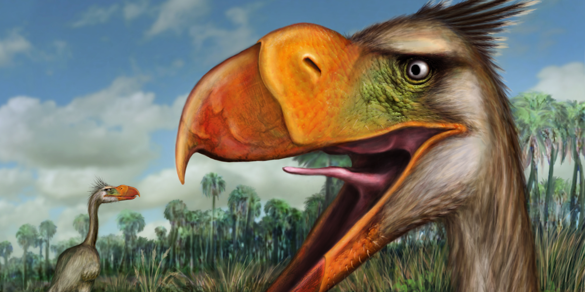 New Species Of 'Terror Bird' Discovered In Argentina | HuffPost