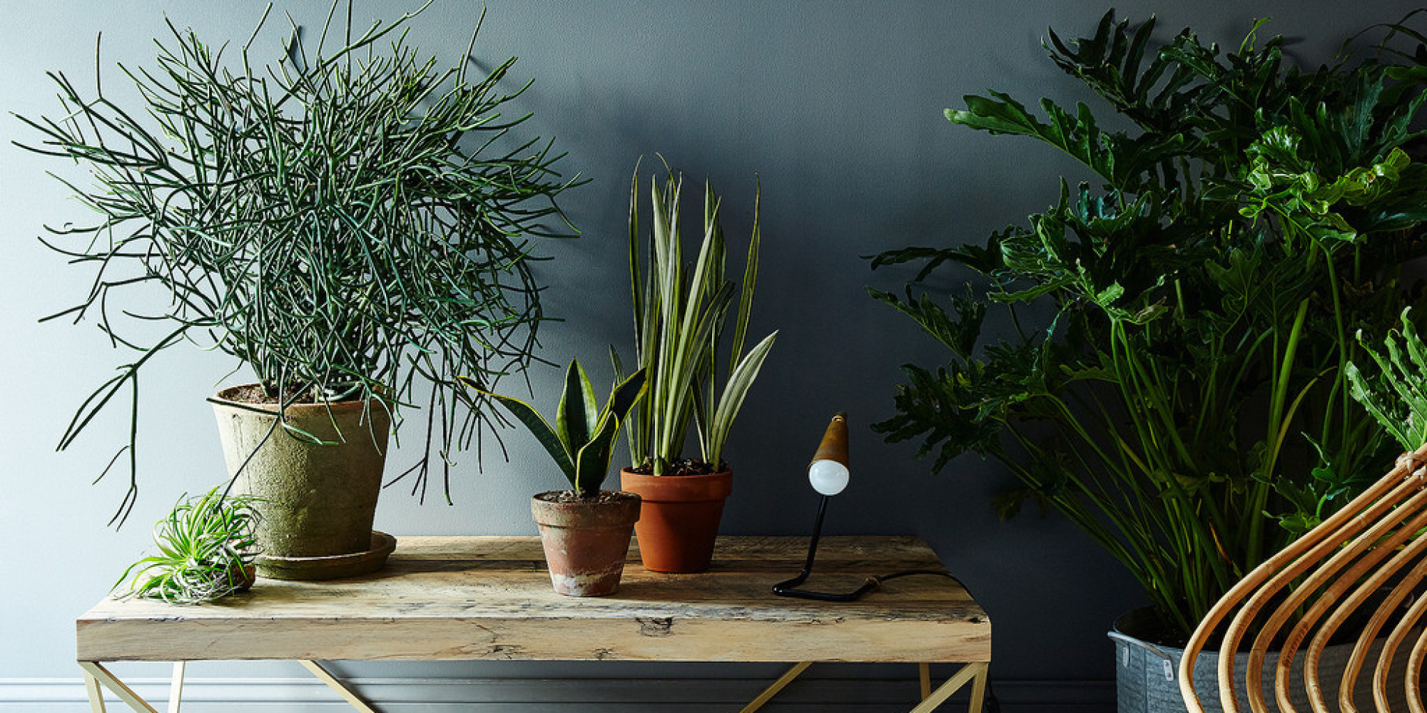 5 No Kill Houseplants for Any Home  HuffPost