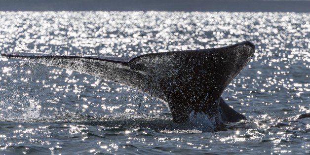 A grey whale (Eschrichtius robustus) dives into the Ojo de Liebre Lagoon, Baja California Sur state, Mexico on March 3, 2015. The Pacific gray whales have been protected since 1947, and are at the center of a growing whale-sightseeing industry. Their numbers have dropped by a third, from around 26,000, in the late 1990s. Whales go to Laguna de Liebre and others Lagoons, off Mexico's northwest Baja California peninsula, where grey whales breed and nurse their calves each year after migrating th