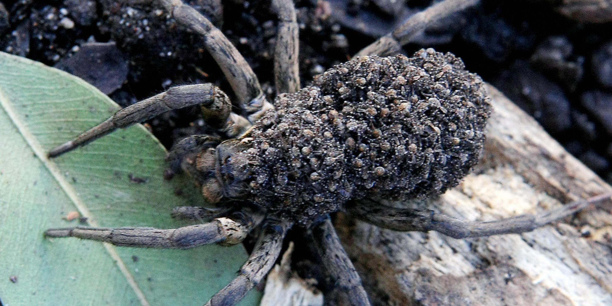 arctic wolf spider arctic wolf spider
