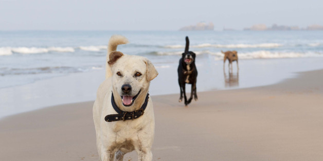 The dogs on Hikkaduwa beach. The white guy, Hikkaduwa Ford, is a bit of a local legend. He is well known in season time for his late night partying, Mr Cool attitude and his fondness of roast chicken.