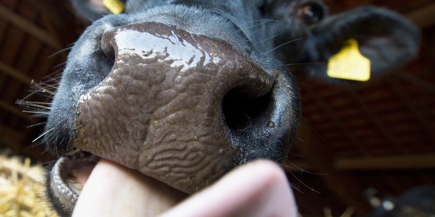 A cow is pictured on April 1, 2015 at the Dottenfelder Hof farm near Bad Vilbel, western Germany. German dairy farmers, Europe's biggest producers, will be glad to see the back of the production limits that have prevented them from exploiting the export opportunities offered by the rising middle classes in Asia. AFP PHOTO / DPA / BORIS ROESSLER +++ GERMANY OUT (Photo credit should read BORIS ROESSLER/AFP/Getty Images)