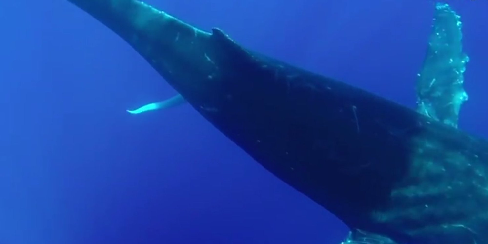 Why Researchers Are Super Excited They Saw This Whales Penis Huffpost