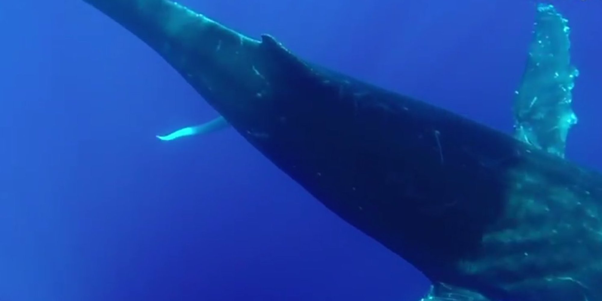 Blue Whale Dick Size The Largest Penis In The World LUGBJ