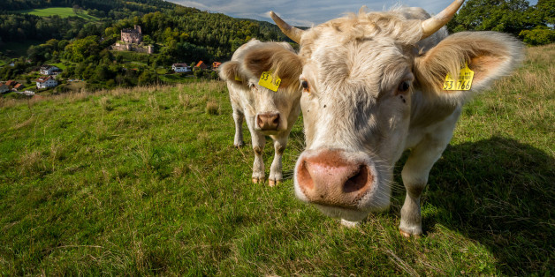 <HH--PHOTO--COW--2873838--HH>