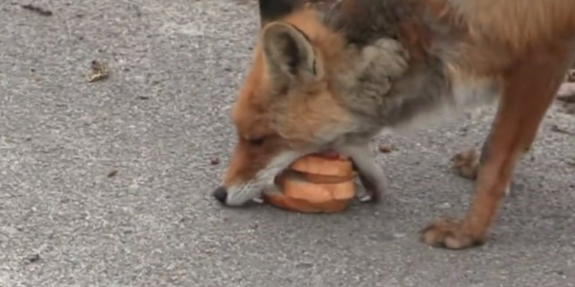 Here's A Wild Fox In Chernobyl Making His Own Sandwich. That Is All. HuffPost