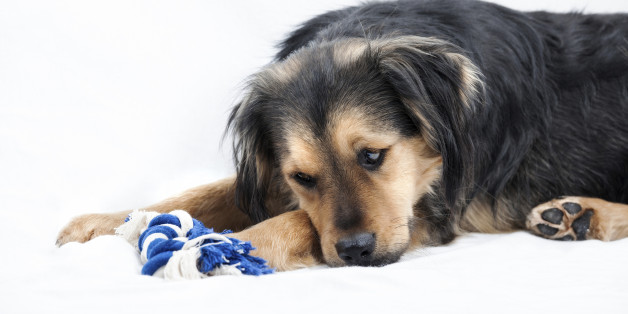 Ist Ihr Hund schwer krank? Achten Sie auf diese Warnzeichen!