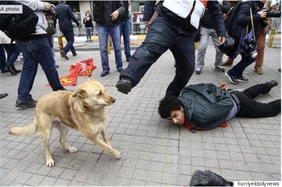 dog