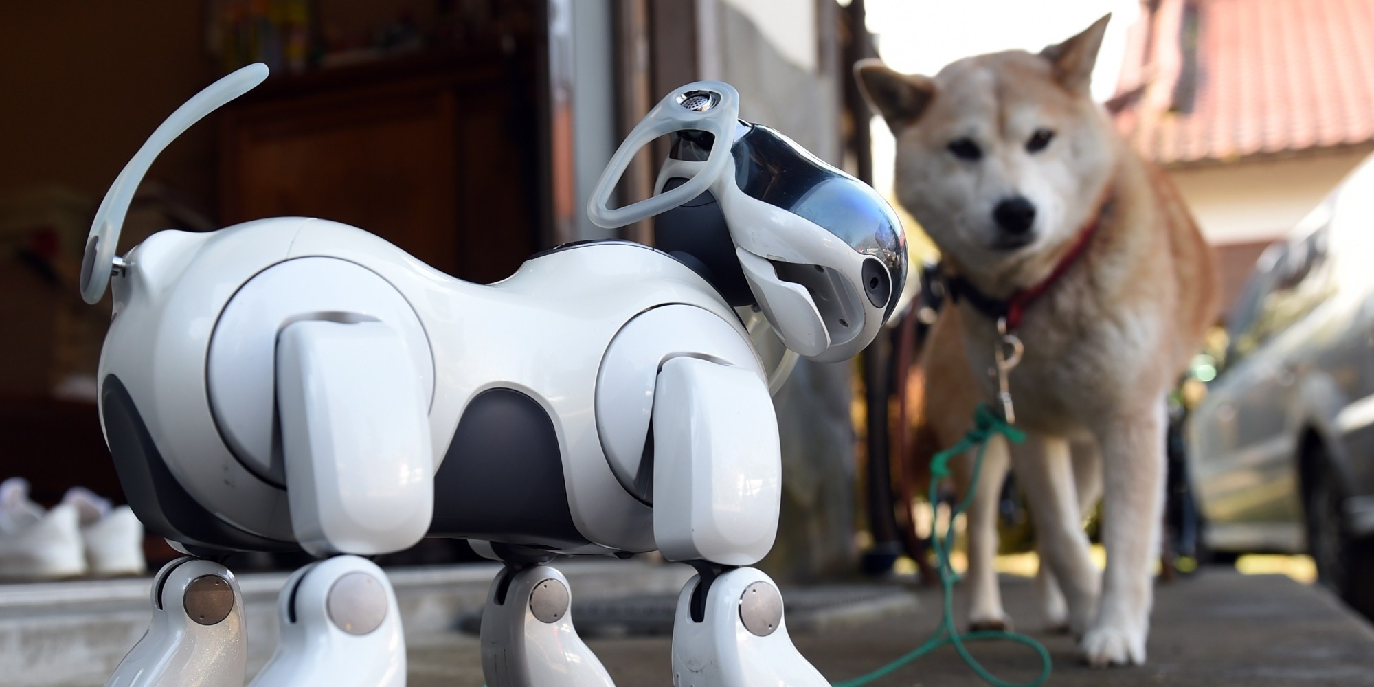 robot dog old