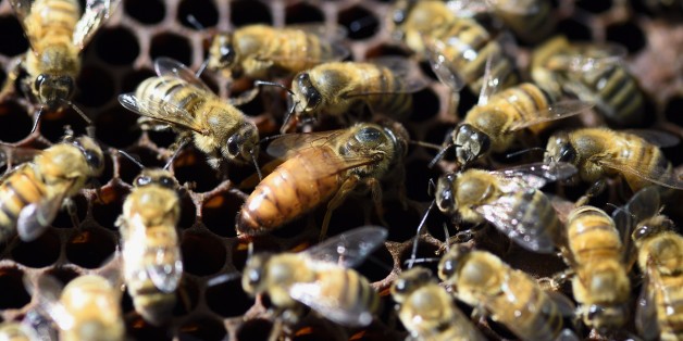 A queen bee (C) is surrounded by bees in a hive at the Luxembourg Gardens' beekeeping school on April 15, 2015 in Paris. AFP PHOTO /ERIC FEFERBERG (Photo credit should read ERIC FEFERBERG/AFP/Getty Images)