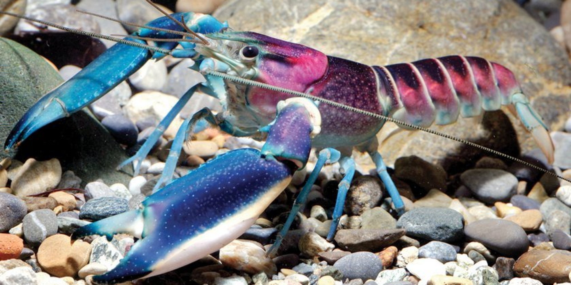 Mysterious, Stunning Crayfish Identified As Rare Indonesian Species