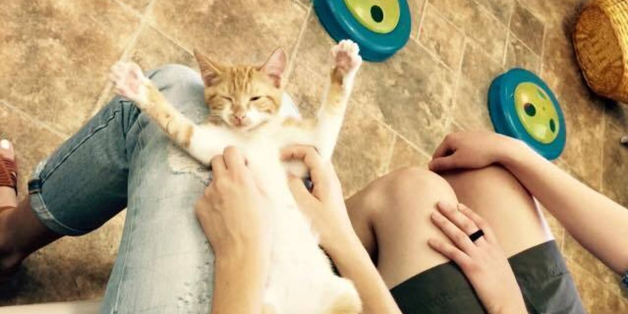 This 'Cat Petting Zoo' Lets You Play With Shelter Cats