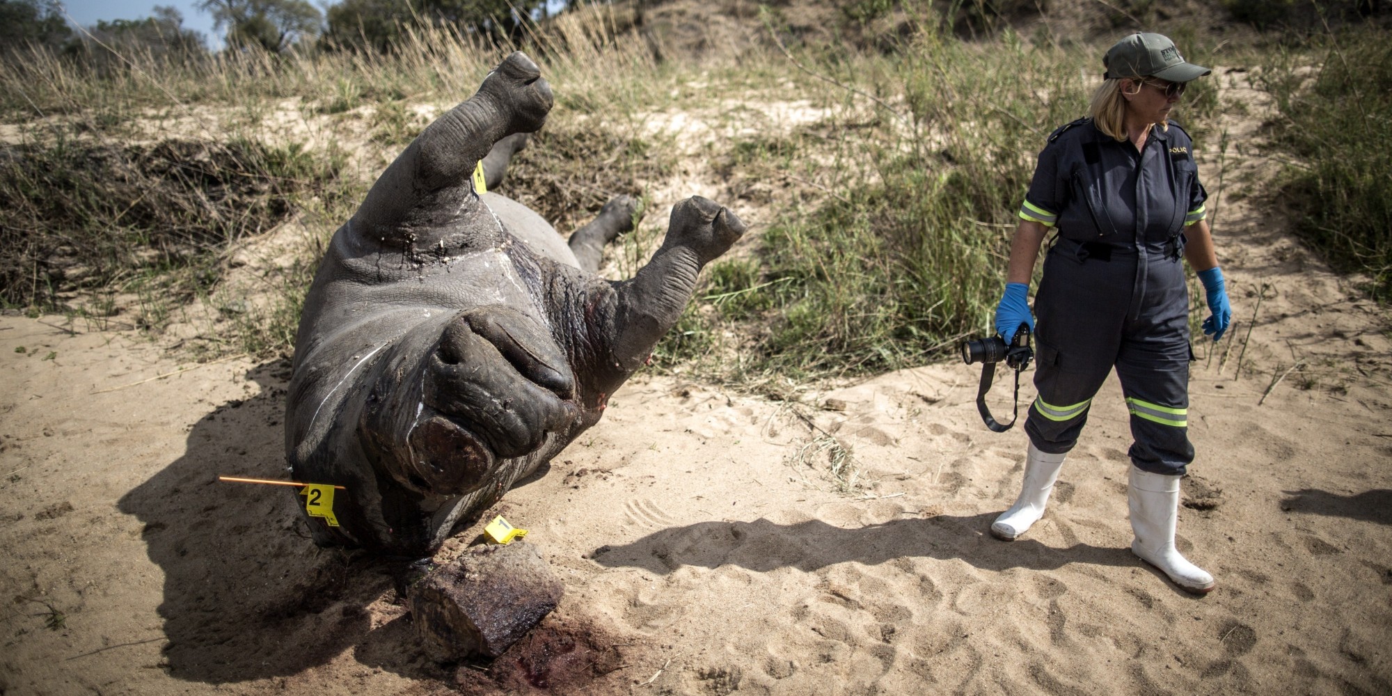 Poachers Are On Track To Kill More Rhinos This Year Than Ever | HuffPost