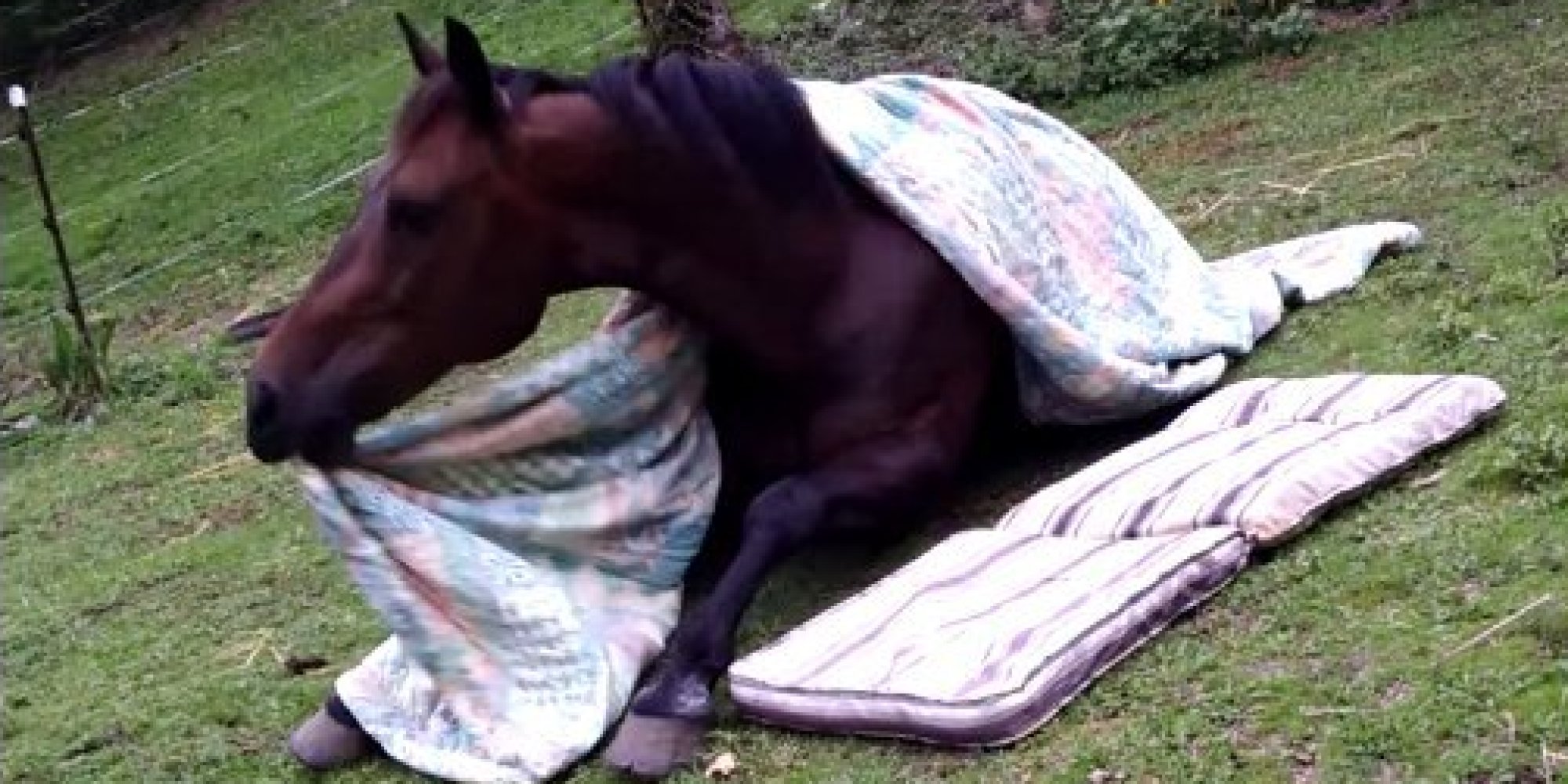 Horse Tucks Himself In After A Long Day, Takes A Nap HuffPost