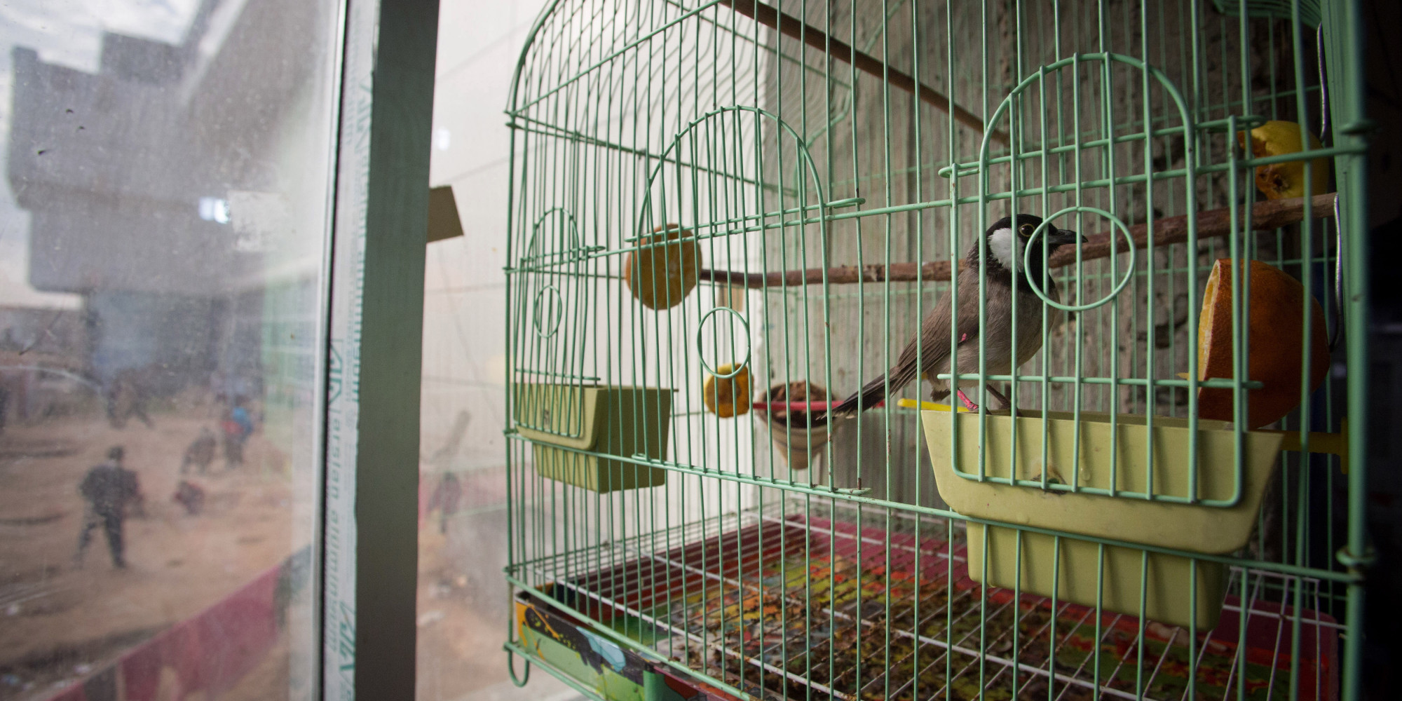 Birds Have Fundamental Rights, Can't Be Kept in Cages, Says Court