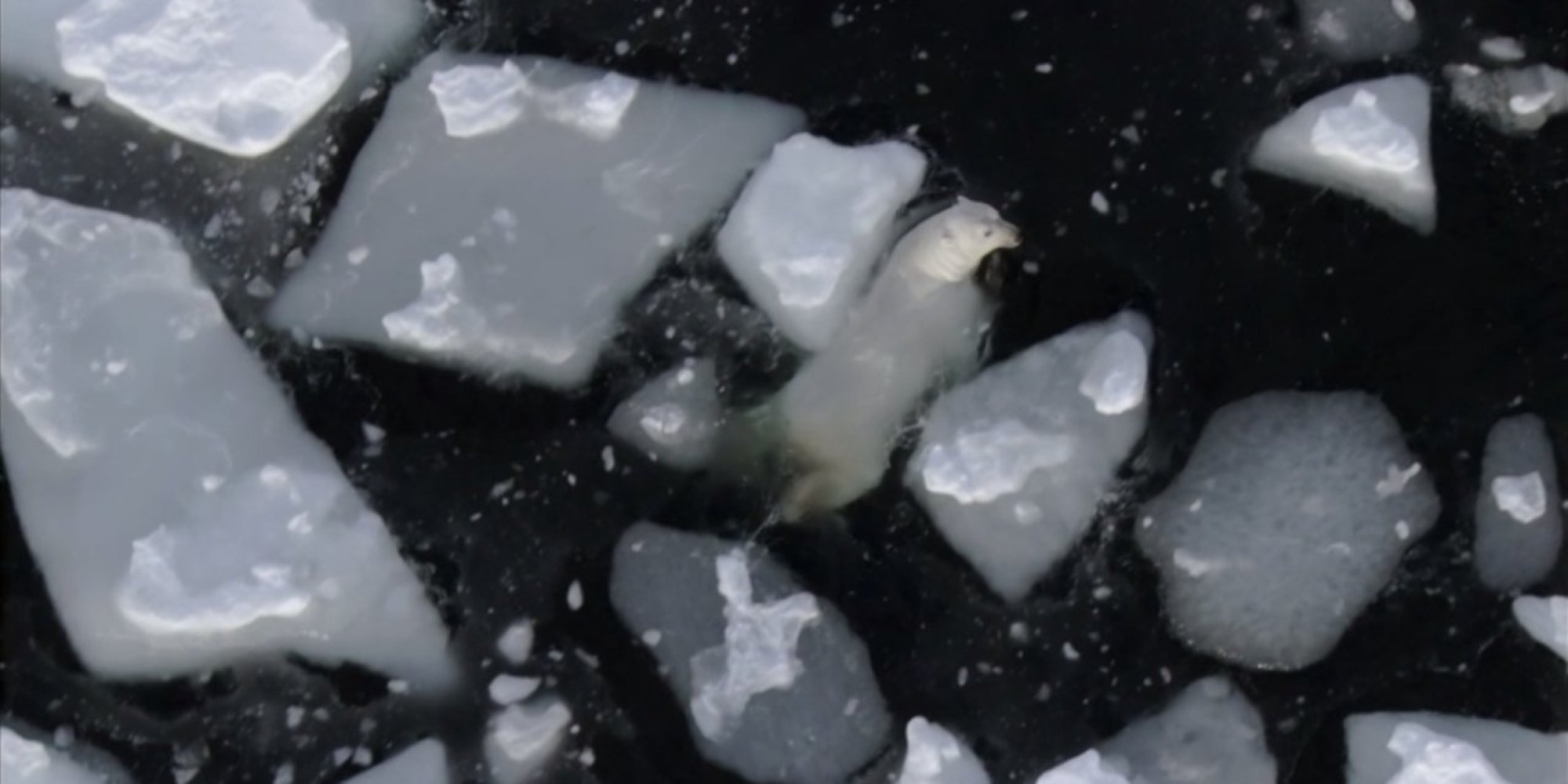 Filming Earth' Was Even Crazier Than The Documentary Itself