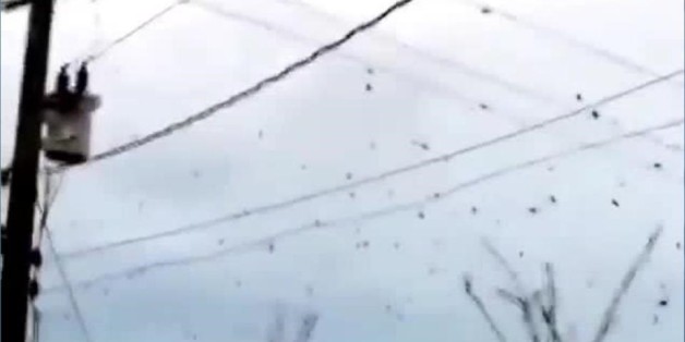 Wahnsinn in Australien : Gruselig: Hier regnet es Spinnen vom Himmel