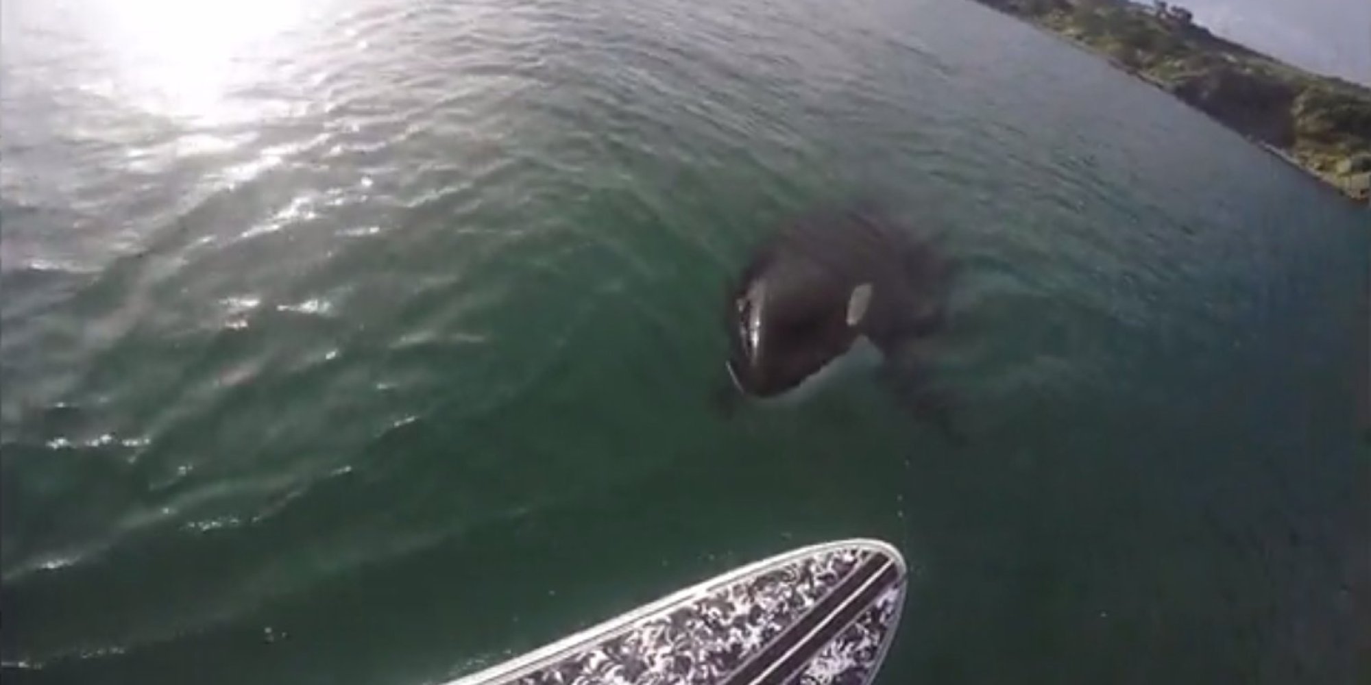 Curious Orca Investigates StandUp Paddleboarder In New Zealand HuffPost
