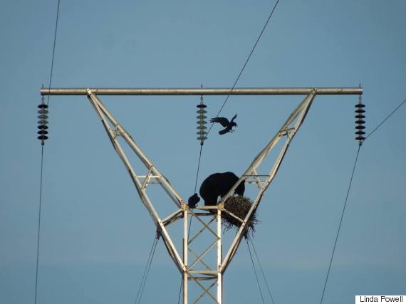 o-BEAR-TRANSMISSION-LINE-570.jpg