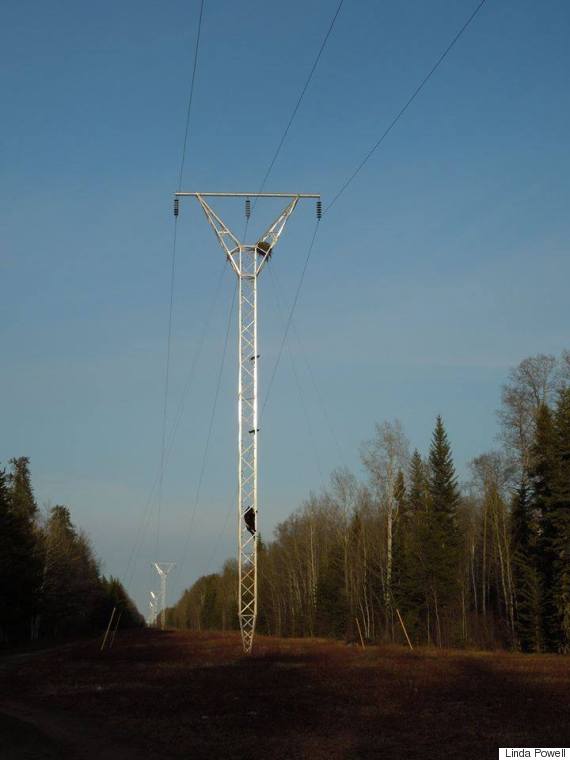 o-BEAR-TRANSMISSION-LINE-570.jpg