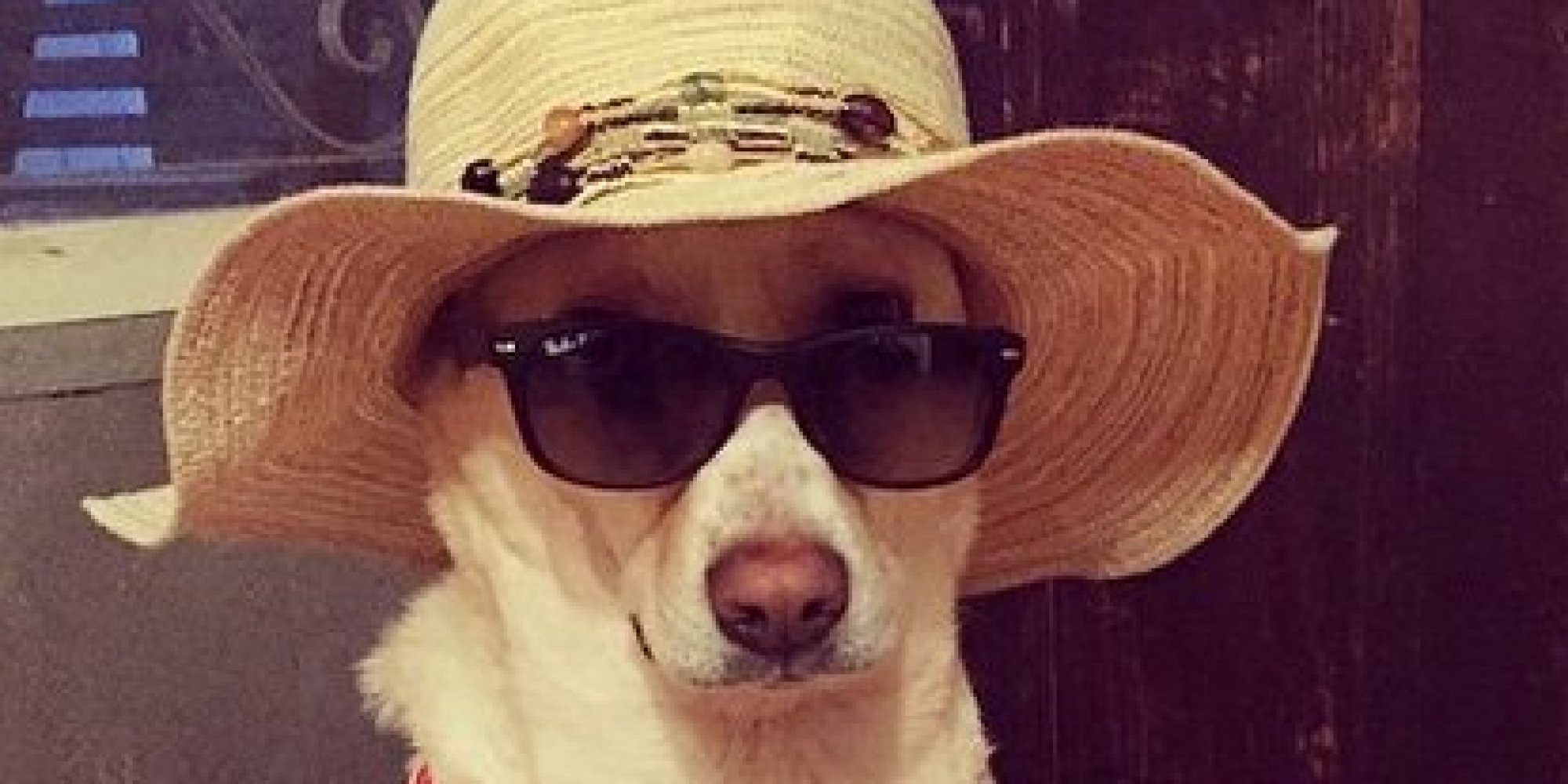 If These Dogs In Bikinis Don't Make Your Day, You're Having A Really