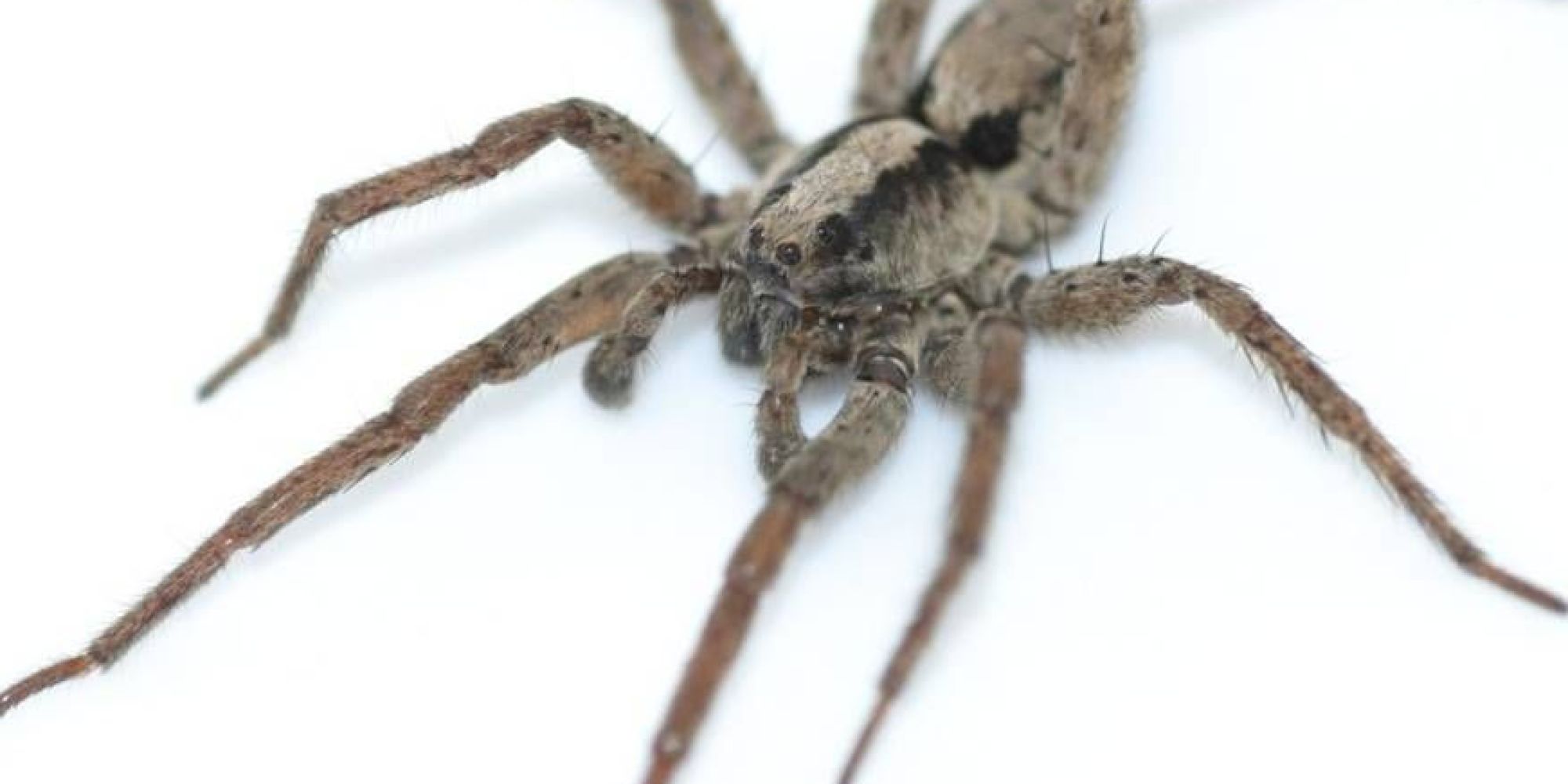 Listen To The Creepy Sounds Spiders Make When They Want Sex HuffPost