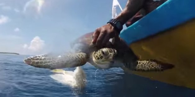 Watch The Plight Of This Adorable Turtle Will Make You Think Twice About Throwing Junk In The Sea Huffpost