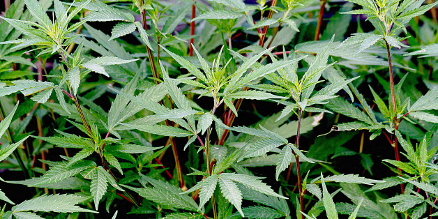 En el JardÃn Botánico Atlántico de Gijón y dice la WIKIPEDIA:
<b>Cannabis sativa es conocida en español como mariguana o marihuana, hierba, bareta, cáñamo, mota, o juanita
En Real JardÃn Botánico Proyecto Anthos figuran los siguientes nombres: castaño, cañamones, cañamones (fruto), cañamón, cañamón (fruto), cáñamo, cáñamo africano, cáñamo de flor, cáñamo de la Vega de Granada, cáñamo hembra, cáñamo indiano, cáñamo macho, cáñamo que da semilla, enea, femela de la Alcarria, grifa, hachÃs, kif, mariguana, marihuana, marÃa, rondillo.</b>