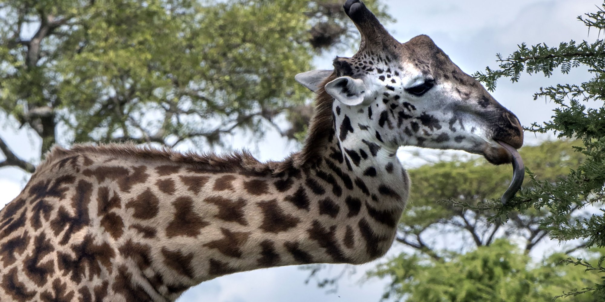 Giraffe With Crooked Neck Keeps His Chin Up, Giraffes Like A Champ