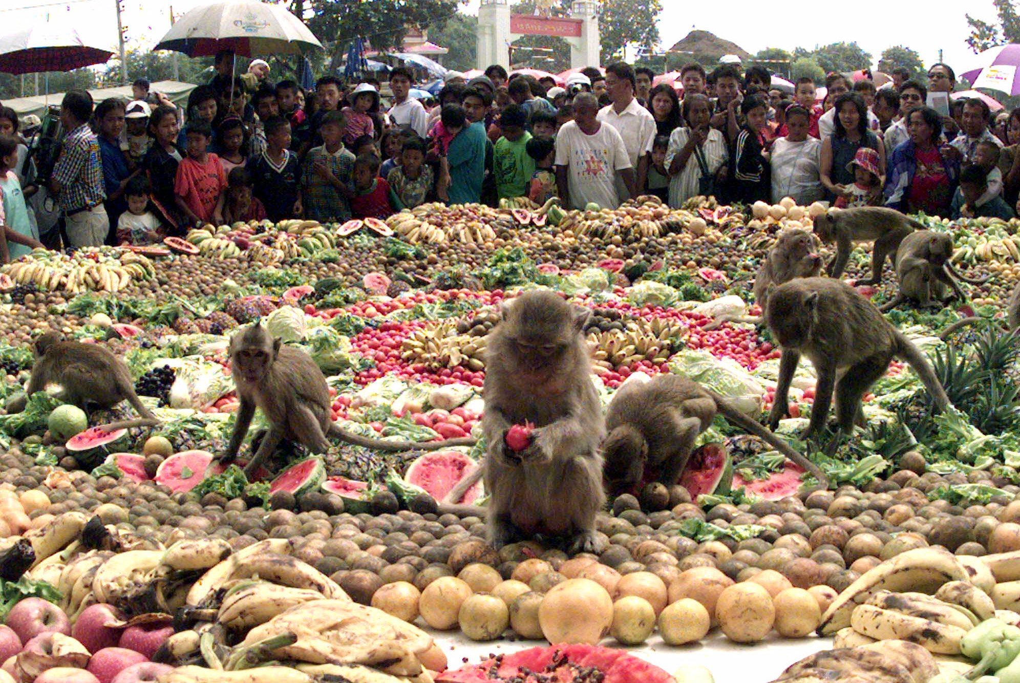 thailand monkeys festival