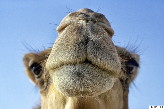 camel