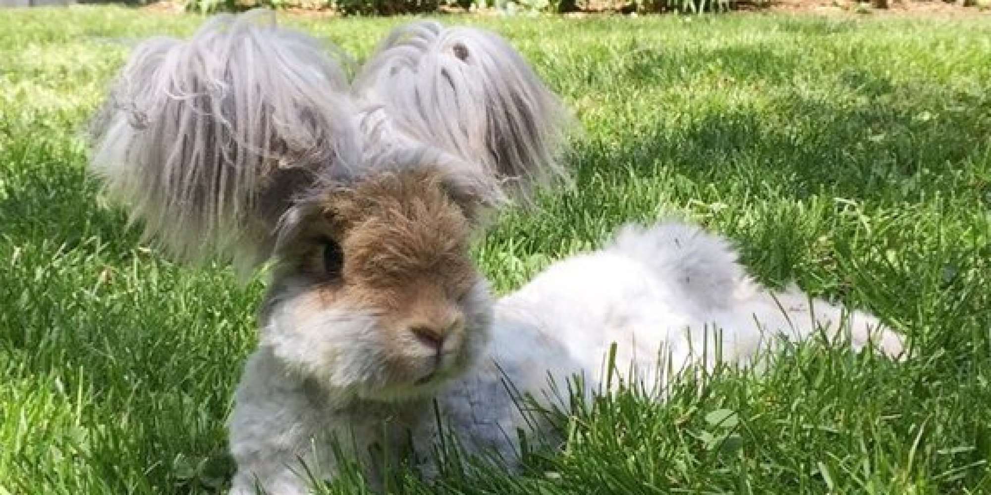 Wally The Angora Bunny Is Your Ultimate Summer 