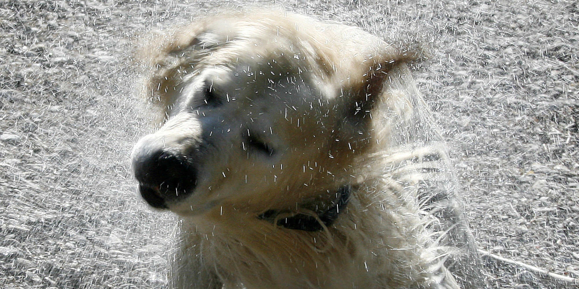 Why Do Wet Dogs Stink Here Comes The Chemistry Huffpost