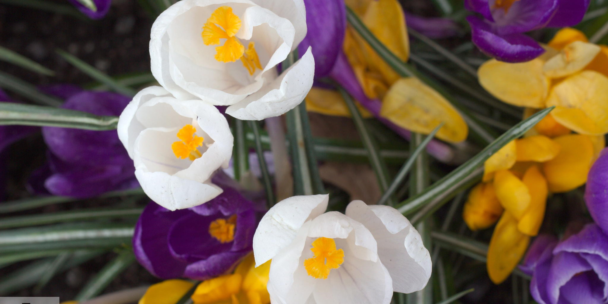 Vegan Happy Homes and Flowers HuffPost