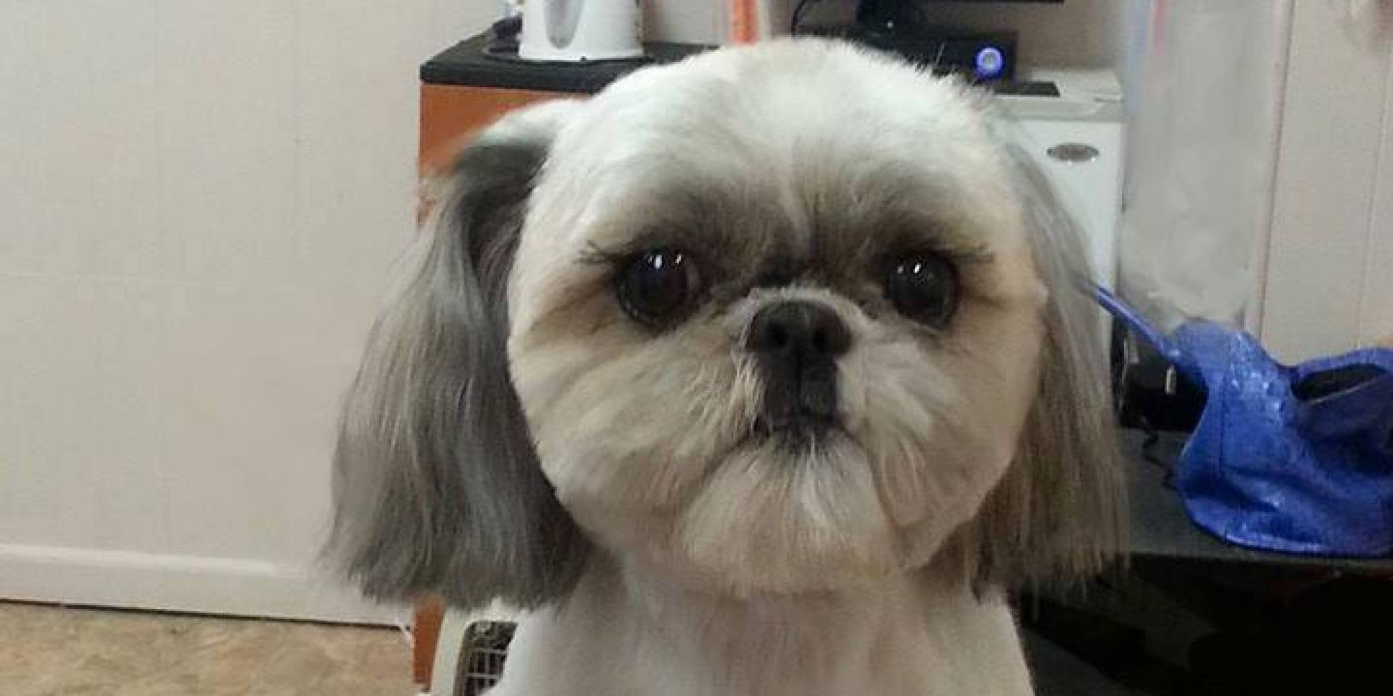 That Crazy Square Haircut For Dogs Is Available In America, Too | HuffPost