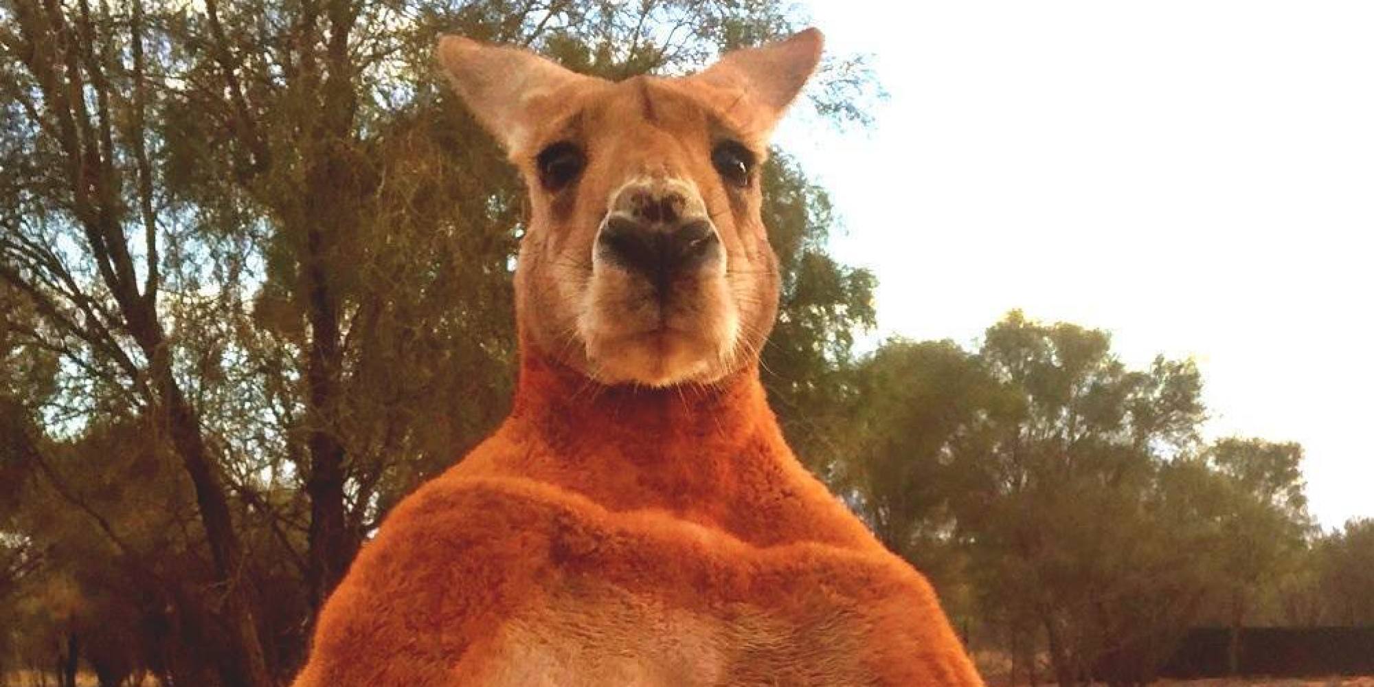 Meet Roger, An Incredibly Buff Kangaroo That Crushes ...