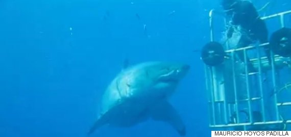 Watch This Diver Try And 'High Five' The Largest Shark We've Ever Seen ...